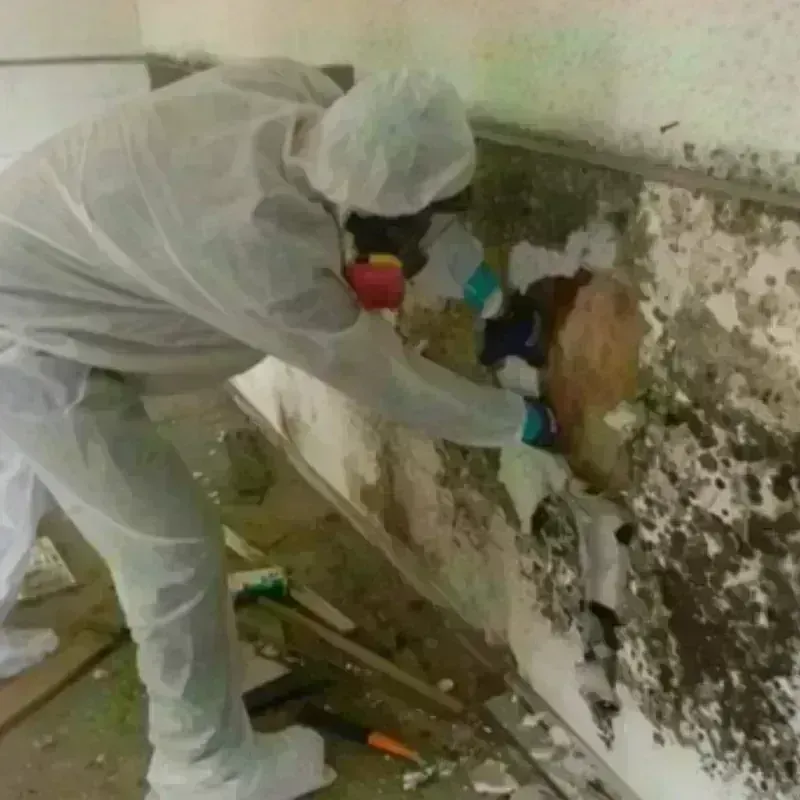 Mold Remediation and Removal in Rock Springs, WY